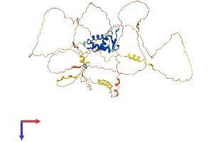 AlphaFold protein structure predicition of Mouse Recombinant Foxc1 Protein, UniprotID Q61572