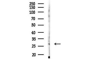 Western blot analysis of lysates from Mouse lung, using EXOSC6 Antibody at 1/1000 dilution.