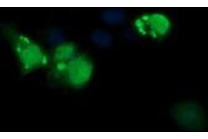 Image no. 1 for anti-ERG, ETS transcription factor (ERG) antibody (ABIN1498075) (ERG anticorps)