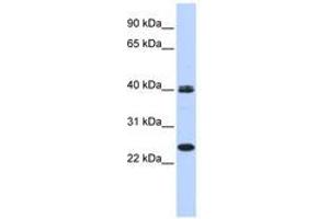 Image no. 1 for anti-Mesoderm Posterior 1 (MESP1) (AA 35-84) antibody (ABIN6740597) (MESP1 anticorps  (AA 35-84))