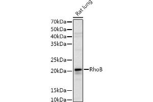 Western blot analysis of extracts of Rat lung, using RhoB Rabbit pAb antibody (ABIN3016775, ABIN3016776, ABIN3016777 and ABIN6219838) at 1:1000 dilution. (RHOB anticorps  (C-Term))