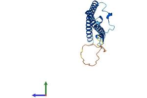 AlphaFold protein structure predicition of Mouse Recombinant Ccdc115 Protein, UniprotID Q8VE99