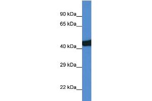 WB Suggested Anti-Sec14l3 Antibody Titration: 1. (SEC14L3 anticorps  (C-Term))