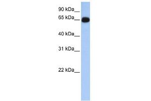 WB Suggested Anti-ALAS1 Antibody Titration: 0. (ALAS1 anticorps  (N-Term))