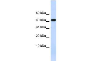 WB Suggested Anti-AGT Antibody Titration:  0.