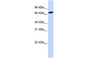 HAL antibody used at 1 ug/ml to detect target protein.