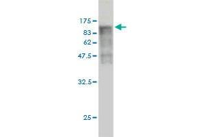 Western Blot detection against Immunogen (103.