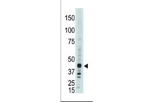 The anti-CEM15 Pab (ABIN388143 and ABIN2846473) is used in Western blot to detect CEM15 in  cell lysate.