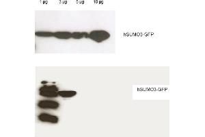 Western blot analysis is shown using Rockland's Affinity Purified anti-Human SUMO-3 antibody to detect GFP-SUMO fusion proteins (arrowheads). (SUMO3 anticorps)