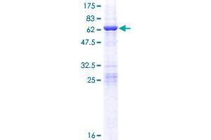 Image no. 1 for Coiled-Coil Domain Containing 44 (CCDC44) (AA 1-297) protein (GST tag) (ABIN1348296)