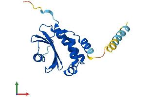 AlphaFold protein structure predicition of Human Recombinant COPZ1 Protein, UniprotID P61923