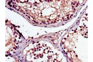 Immunohistochemistry of paraffin-embedded human testis tissue using ABIN7169063 at dilution of 1:100 (MAK anticorps  (AA 200-440))
