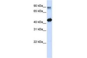 Image no. 1 for anti-High-Mobility Group 20A (HMG20A) (N-Term) antibody (ABIN6740593) (HMG20A anticorps  (N-Term))