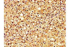 IHC image of ABIN7153467 diluted at 1:300 and staining in paraffin-embedded human adrenal gland tissue performed on a Leica BondTM system.