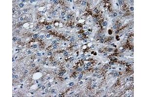 Image no. 9 for anti-Lipase, Endothelial (LIPG) antibody (ABIN1499163) (LIPG anticorps)