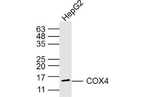 Jurkey cell lysates probed with COX4 (8D8) Monoclonal Antibody, Unconjugated (bsm-33037M) at 1:300 overnight at 4˚C.