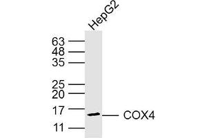 Jurkey cell lysates probed with COX4 (8D8) Monoclonal Antibody, Unconjugated (bsm-33037M) at 1:300 overnight at 4˚C. (COX IV anticorps)