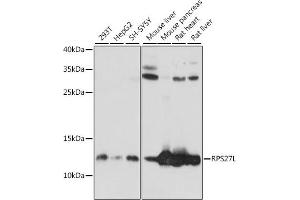 Western blot analysis of extracts of various cell lines, using RPS27L antibody (ABIN7270023) at 1:1000 dilution. (RPS27L anticorps  (AA 1-84))