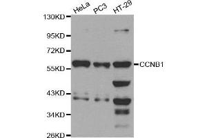 Western blot analysis of extracts of various cell lines, using CCNB1 antibody. (Cyclin B1 anticorps  (C-Term))