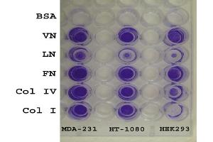CytoSelect™ 48-Well Cell Adhesion Assay, ECM Array.