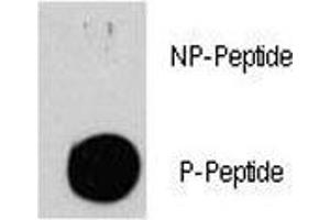 Dot blot analysis of p-Tuberin antibody. (Tuberin anticorps  (pSer939))