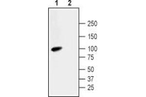 Western blot analysis of rat small intestine lysate: - 1.