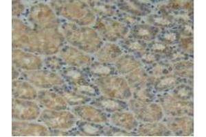 IHC-P analysis of Human Kidney Tissue, with DAB staining. (ITGAD anticorps  (AA 879-1099))