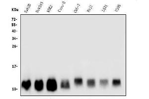 Western blot analysis of LSM2 using anti-LSM2 antibody (ABIN7602832).