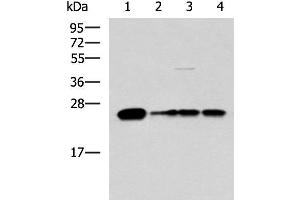 Western blot analysis of 293T LO2 and HepG2 cell lysates using MMAB Polyclonal Antibody at dilution of 1:1400 (MMAB anticorps)