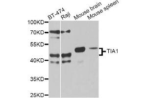 Western blot analysis of extracts of various cell lines, using TIA1 antibody. (TIA1 anticorps)