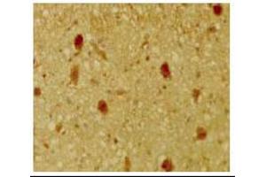 Immunohistochemical staining of mouse tissue using anti-pRb2/p130 antiserum. (p130 anticorps  (C-Term))