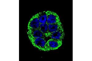 Confocal immunofluorescent analysis of YOD1 Antibody (C-term) (ABIN655251 and ABIN2844850) with WiDr cell followed by Alexa Fluor 488-conjugated goat anti-rabbit lgG (green).