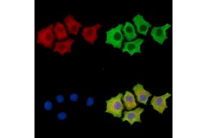 ABIN7096420 and ABIN7100484 staining HepG2 cells by IF/ICC.