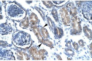 Human kidney; FOXF1 antibody - C-terminal region in Human kidney cells using Immunohistochemistry (FOXF1 anticorps  (C-Term))
