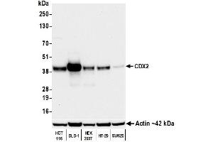 Western Blotting (WB) image for anti-Caudal Type Homeobox 2 (CDX2) antibody (ABIN7795598)