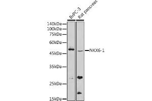 Western blot analysis of extracts of various cell lines, using NKX6-1 antibody (ABIN7268929) at 1:500 dilution. (NKX6-1 anticorps)