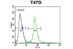Flow Cytometry (FACS) image for anti-Potassium Channel Tetramerisation Domain Containing 12 (KCTD12) antibody (ABIN3004107) (KCTD12 anticorps)