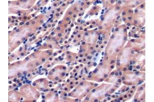 DAB staining on IHC-P; Samples: Mouse Kidney Tissue (LY9 anticorps  (AA 384-642))