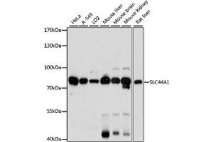 Western blot analysis of extracts of various cell lines, using SLC44A1 antibody. (SLC44A1 anticorps)