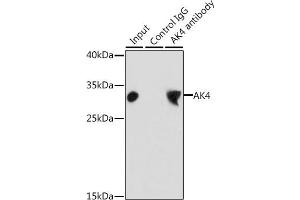 Immunoprecipitation analysis of 200 μg extracts of HepG2 cells, using 3 μg  antibody (ABIN3022789, ABIN3022790, ABIN3022791 and ABIN6219230). (AK4 anticorps  (AA 1-223))