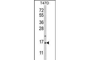 Western blot analysis of PEA-15 Antibody (C-term) (ABIN652463 and ABIN2842315) in T47D cell line lysates (35 μg/lane). (PEA15 anticorps  (C-Term))
