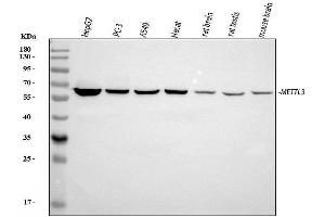 Western blot analysis of METTL3 using anti-METTL3 antibody (ABIN6719604).