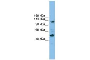 Image no. 1 for anti-Polymerase (RNA) I Polypeptide B, 128kDa (POLR1B) (AA 1007-1056) antibody (ABIN6744853)