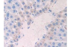 Detection of NCAD in Rat Liver Tissue using Polyclonal Antibody to N-cadherin (NCAD) (N-Cadherin anticorps  (AA 295-414))