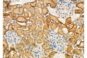 ABIN6263554 and ABIN6277124 at 1/100 staining Rat kidney tissue by IHC-P. (NDRG1 anticorps  (C-Term))