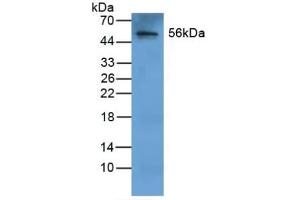 Detection of FGB in Human Liver Tissue using Polyclonal Antibody to Fibrinogen Beta Chain (FGB) (Fibrinogen beta Chain anticorps  (AA 29-491))