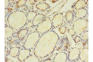 Immunohistochemistry of paraffin-embedded human thyroid tissue using ABIN7165127 at dilution of 1:100 (BEX2 anticorps  (AA 1-128))