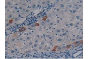 IHC-P analysis of Human Liver Tissue, with DAB staining. (PSG1 anticorps  (AA 202-401))