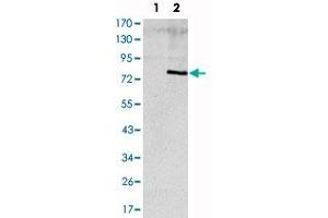 Western blot analysis using APOE monoclonal antibody, clone 1H4  against HEK293 (1) and ApoE (aa : 20-267)-hIgGFc transfected HEK293 (2) cell lysate. (APOE anticorps)