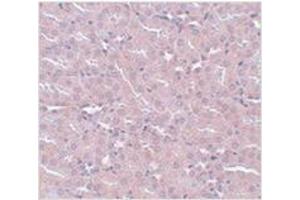 Immunohistochemistry of FRMPD2 in mouse kidney tissue with FRMPD2 antibody at 5 μg/ml.